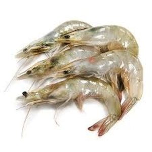 crevettes-grises-5060-1kg